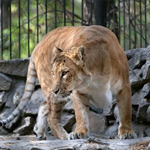Female liger in a zoo C015 / 6814