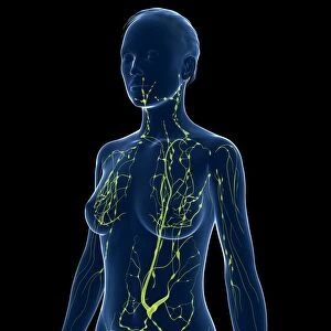 Female lymphatic system, artwork F007 / 7335