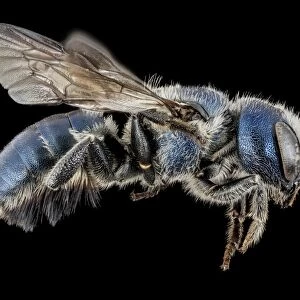 Female mason bee C018 / 3588