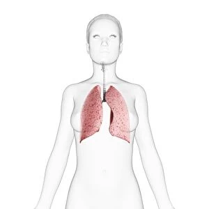 Female respiratory system, artwork F006 / 7565