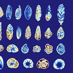 Foraminiferans, light micrograp