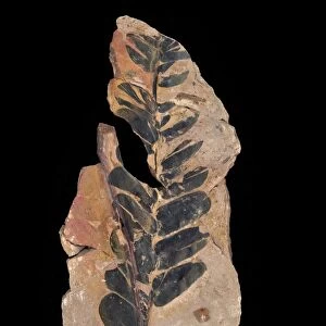 Fossil cycad leaves C016 / 5965