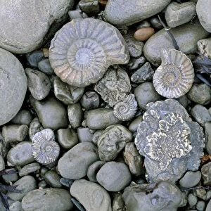 Fossilised ammonite shell among pebbles