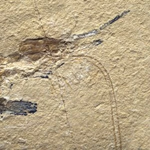 Fossilised Shrimp