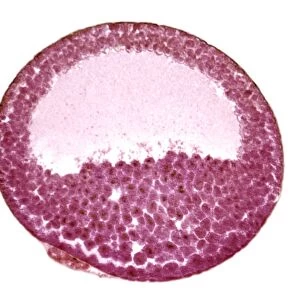 Frog embryo, light micrograph