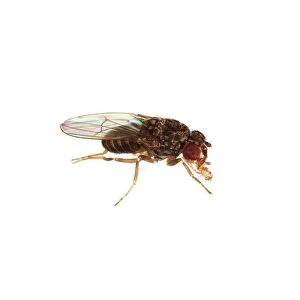 Fruit fly F007 / 6604