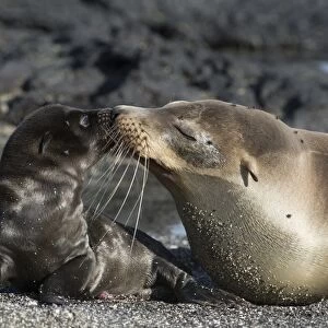 Galapagos fur seals C016 / 9495