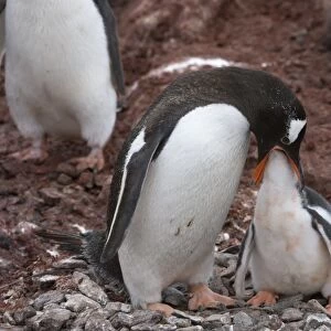 Gentoo penguin feeding its chick C016 / 8080