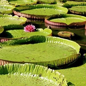 Giant Water Lily (Victoria amazonica) C017 / 6783