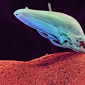 Giardia protozoan, SEM C016 / 9398