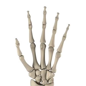 Hand bones, artwork F006 / 2327