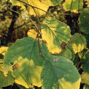 Hazel (Corylus avellana) leaves