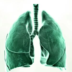 Healthy lungs, artwork