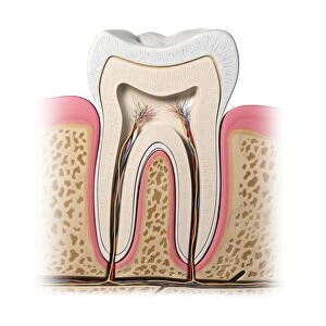 Healthy tooth, artwork F007 / 6341