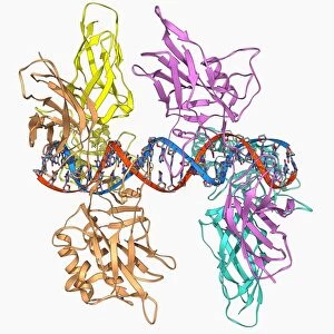 HIV DNA and transcription factor F006 / 9680