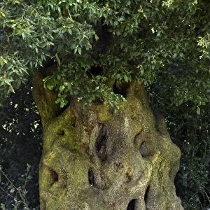 Holm oak (Quercus ilex) tree trunk