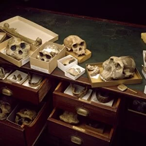Hominid fossil collection C016 / 5104