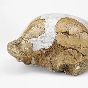 Homo erectus cranium (OH 9) C016 / 5096