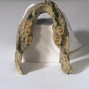 Homo erectus lower jaw C013 / 6551