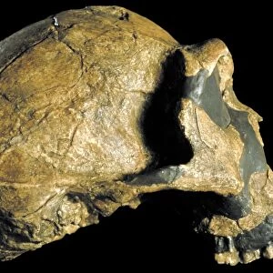 Homo ergaster skull (KNM-ER 3733) C015 / 6927