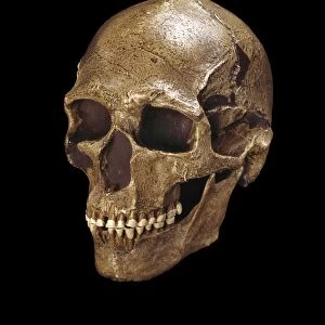 Homo sapiens skull (Predmosti 3) C016 / 4969