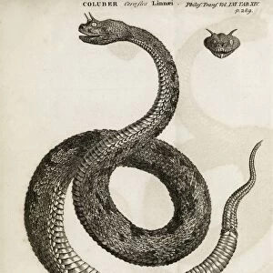 Horned viper, 18th century