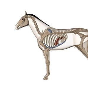 Horse anatomy, artwork