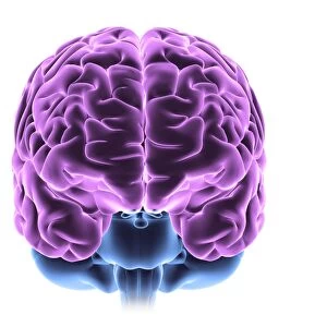 Human brain, computer artwork