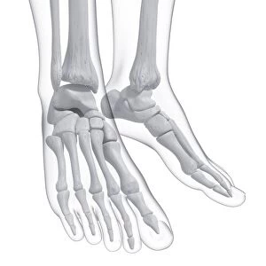 Human foot bones, artwork F007 / 1686