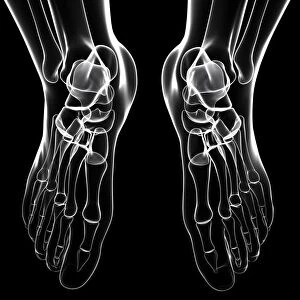 Human foot bones, artwork F007 / 3824