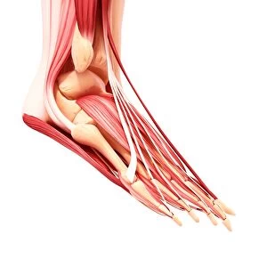 Human foot musculature, artwork F007 / 1096