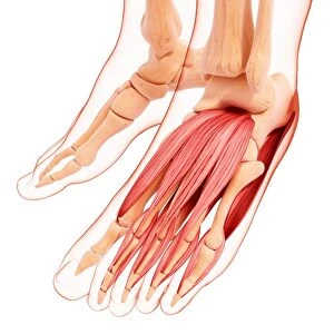 Human foot musculature, artwork F007 / 1832
