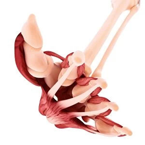 Human foot musculature, artwork F007 / 2044
