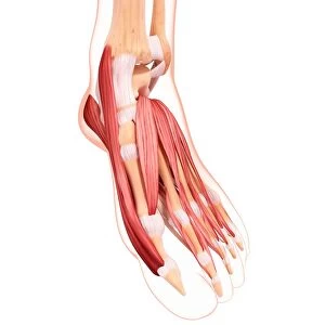 Human foot musculature, artwork F007 / 2128