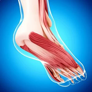 Human foot musculature, artwork F007 / 2145
