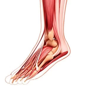 Human foot musculature, artwork F007 / 4843