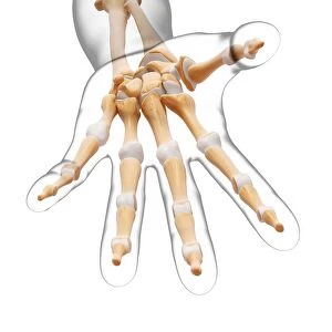 Human hand bones, artwork F007 / 5215