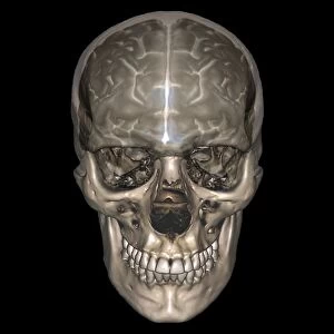 Human head, MRI and 3D CT scans C016 / 6395