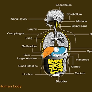Human internal organs, diagram