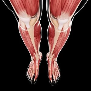 Human leg musculature, artwork F007 / 0974