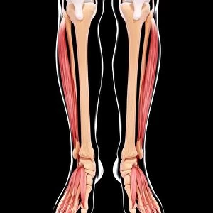 Human leg musculature, artwork F007 / 2132