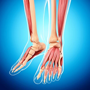 Human leg musculature, artwork F007 / 2133