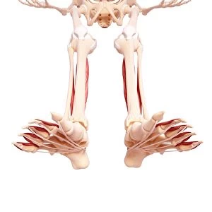 Human leg musculature, artwork F007 / 3131