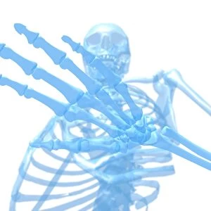 Human skeleton, artwork
