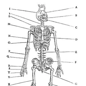 Human skeleton, historical artwork