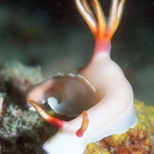 Hypselodoris bullockii sea slug