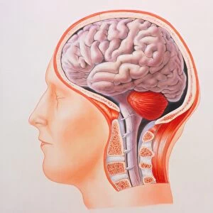 Illustration of the whole brain in the human head