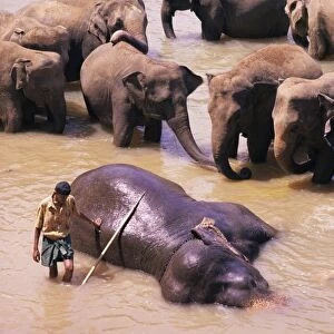 Indian elephant bathing