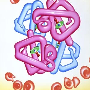 Iron deficient blood cells & haemoglobin molecule