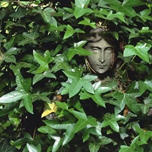 Ivy hiding a statue